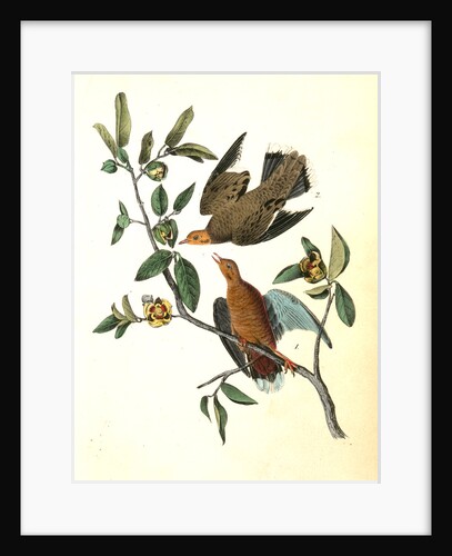 Zenaida Dove by John James Audubon