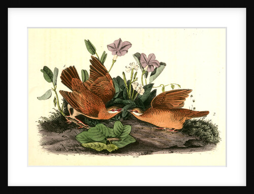 Key-West Dove by John James Audubon