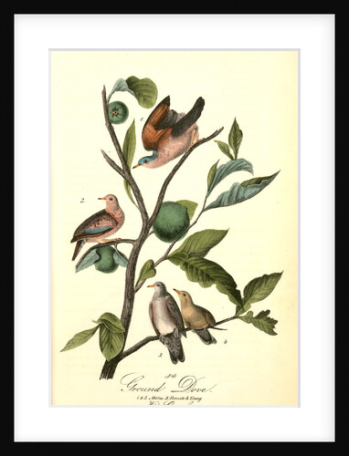 Ground Dove by John James Audubon
