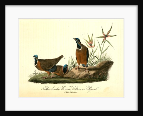Blue-headed Ground Dove or Pigeon by John James Audubon