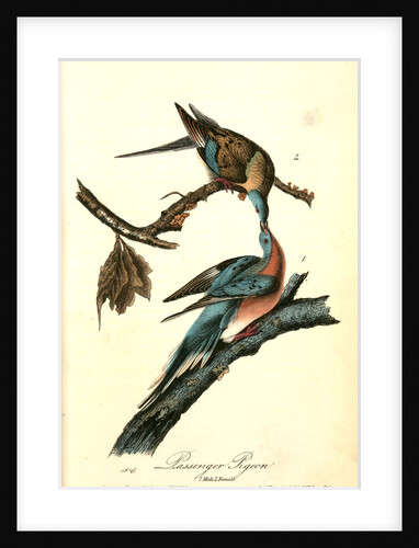 Passenger Pigeon by John James Audubon