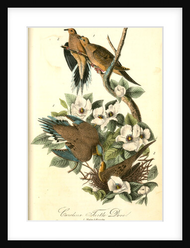 Carolina Turtle Dove by John James Audubon