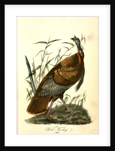 Wild Turkey. Male by John James Audubon