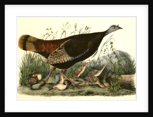 Wild Turkey. Female and Young by John James Audubon