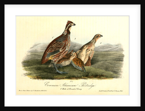 Common American Partridge by John James Audubon