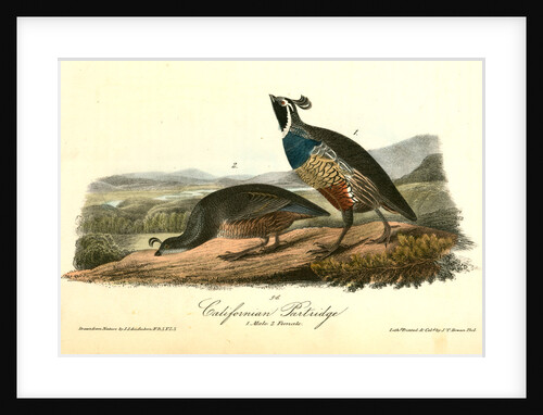 Californian Partridge by John James Audubon
