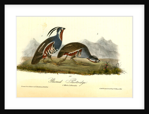 Plumed Partridge by John James Audubon