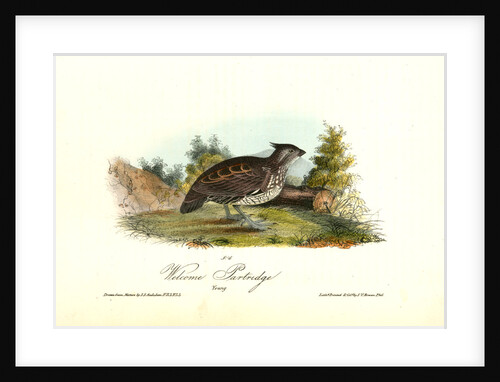 Welcome Partridge. Young by John James Audubon