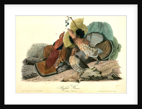 Ruffed Grouse by John James Audubon