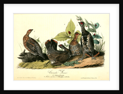 Canada Grouse by John James Audubon