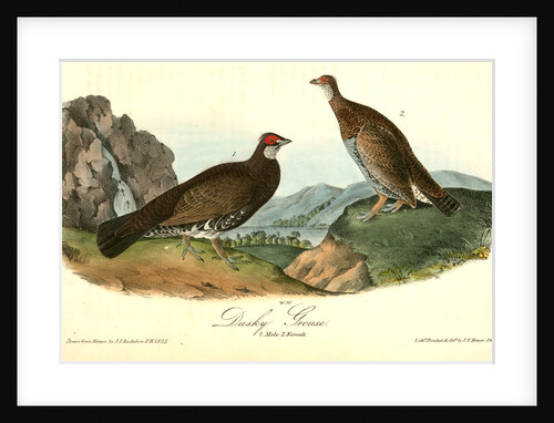 Dusky Grouse by John James Audubon