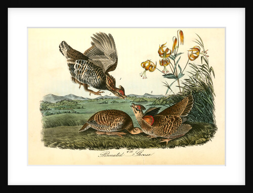 Pinnated Grouse by John James Audubon
