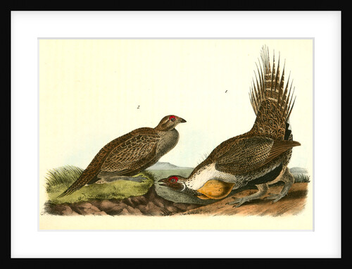 Cock of the Plains by John James Audubon