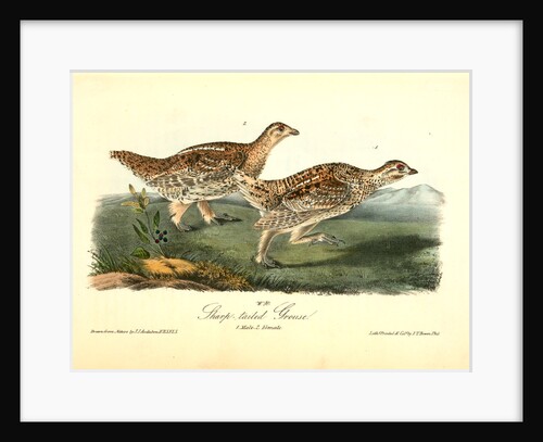 Sharp-tailed Grouse by John James Audubon