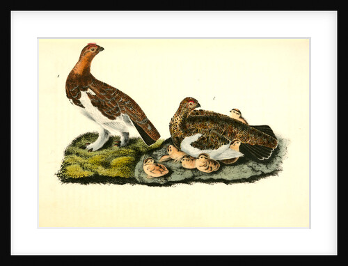 Willow Ptarmigan by John James Audubon