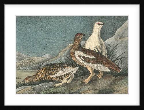 Rock Ptarmigan by John James Audubon