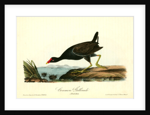 Common Gallinule. Adult Male by John James Audubon