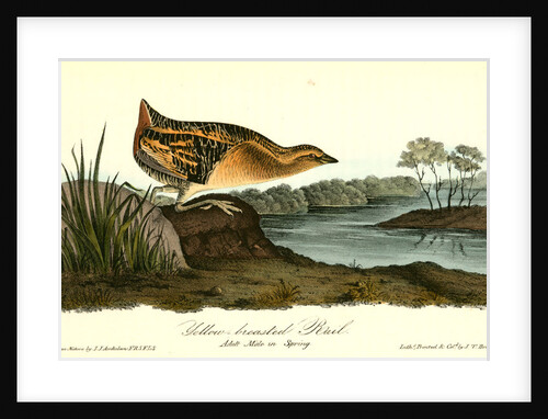 Yellow-breasted Rail. Adult Male in Spring by John James Audubon