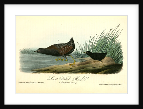 Least Water-Rail by John James Audubon
