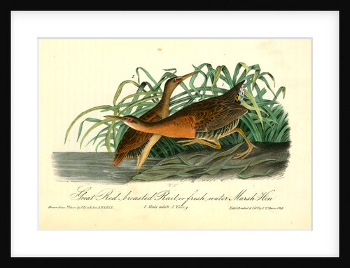 Great Red-breasted Rail, or fresh-water Marsh Hen by John James Audubon