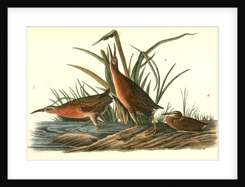 Virginian Rail by John James Audubon