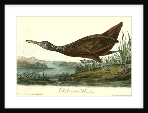 Scolopaceous Courlan by John James Audubon