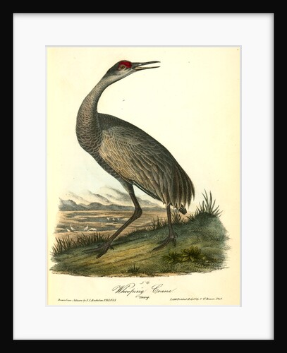 Wooping Crane. Young by John James Audubon