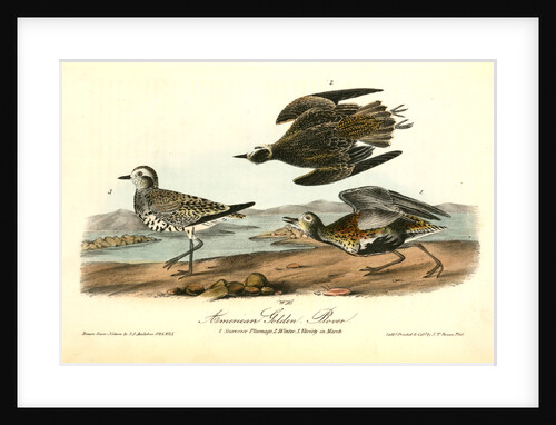 American Golden Plover by John James Audubon