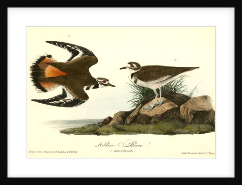 Kildeer Plover by John James Audubon