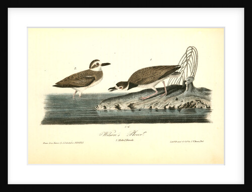 Wilson's Plover by John James Audubon