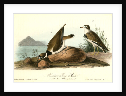 American Ring Plover by John James Audubon
