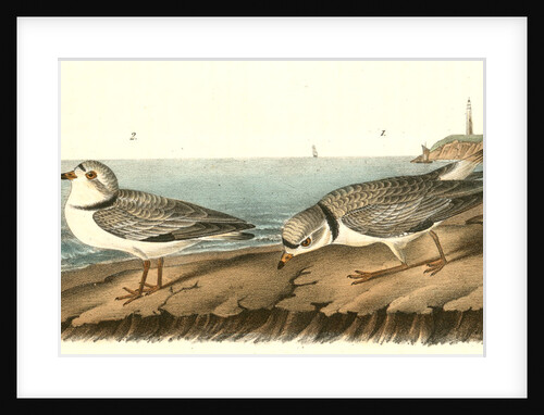 Piping Plover by John James Audubon