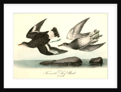 Townsend's Surf-Bird. Females by John James Audubon