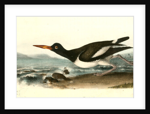 American Oyster-Catcher. Male by John James Audubon