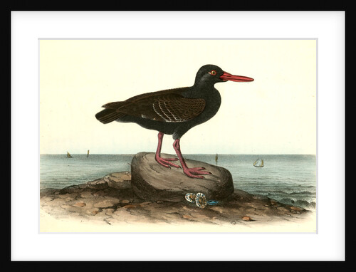 Townsend's Oyster-catcher. Female by John James Audubon