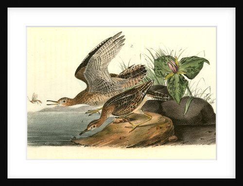 Bartramian Sandpiper by John James Audubon