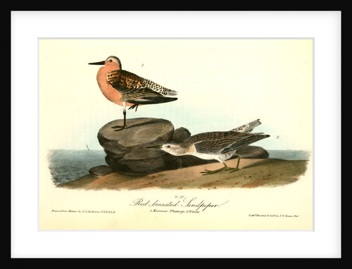 Red-breasted Sandpiper. 1.Summer plumage. 2. Winter by John James Audubon