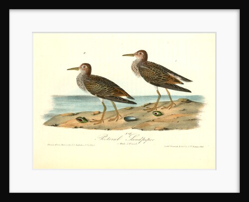 Pectoral Sandpiper by John James Audubon