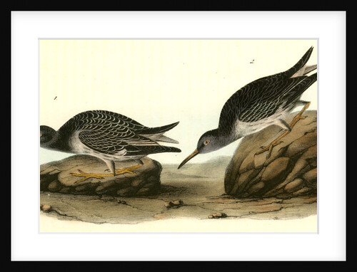 Purple Sandpiper. 1.Summer. 2. Winter by John James Audubon