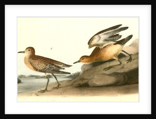 Buff-breasted Sandpiper. 1.Male. 2. Female by John James Audubon