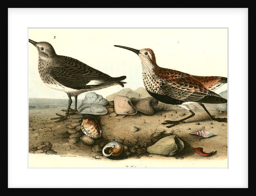 Red-backed Sandpiper by John James Audubon