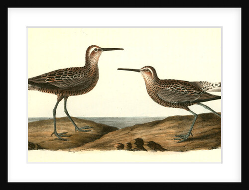 Long-legged Sandpiper by John James Audubon