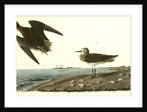 Schinz's Sandpiper by John James Audubon