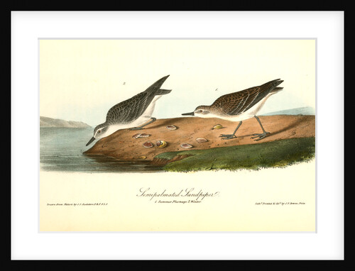 Semipalmated Sandpiper by John James Audubon