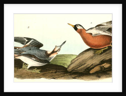 Adult Phalarope by John James Audubon