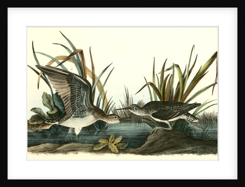 Solitary Sandpiper by John James Audubon