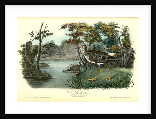 Yellow Shank Tatler. Male, Summer plumage by John James Audubon