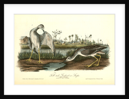 Tell-tale Goswit or Snipe by John James Audubon