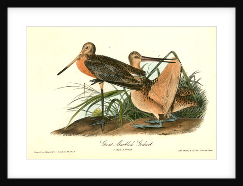 Great Marbled Godwit by John James Audubon