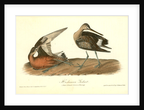 Hudsonian Godwit by John James Audubon